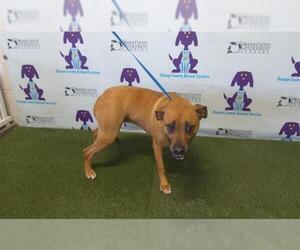 American Pit Bull Terrier Dogs for adoption in Orlando, FL, USA
