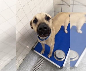 Black Mouth Cur-Unknown Mix Dogs for adoption in Pasadena, TX, USA