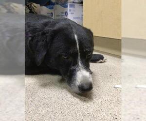 Labrador Retriever Dogs for adoption in Riverside, CA, USA