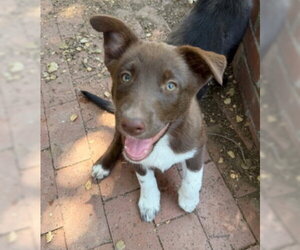Border Collie-Siberian Husky Mix Dogs for adoption in Ventura, CA, USA