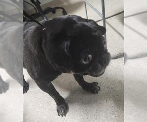 Pug Dogs for adoption in Bakersfield, CA, USA