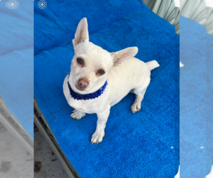 Dachshund-Unknown Mix Dogs for adoption in Santa Rosa, CA, USA