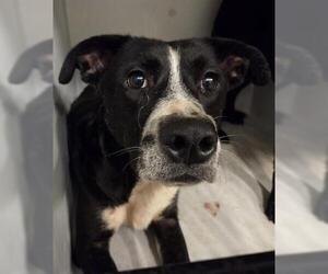 American Staffordshire Terrier-Unknown Mix Dogs for adoption in Houston, TX, USA