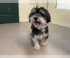 Shih Tzu-Unknown Mix Dogs for adoption in Pasadena, CA, USA