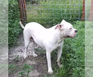 American Bulldog-Unknown Mix Dogs for adoption in Lone Oak, TX, USA
