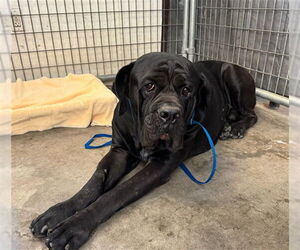Mastiff-Unknown Mix Dogs for adoption in Riverside, CA, USA