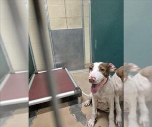 Mutt Dogs for adoption in Texas City, TX, USA