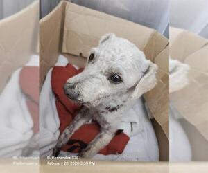 Poodle (Miniature)-Unknown Mix Dogs for adoption in San Antonio, TX, USA