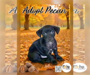 Dachshund Dogs for adoption in Menifee, CA, USA