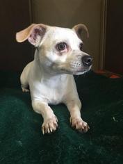 Chihuahua Dogs for adoption in Bemidji, MN, USA