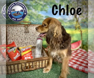Colonial Cocker Spaniel-Unknown Mix Dogs for adoption in Arcadia, FL, USA