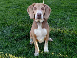Beagle Dogs for adoption in San Clemente, CA, USA