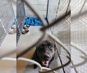 Labrador Retriever Dogs for adoption in Frenchburg, KY, USA