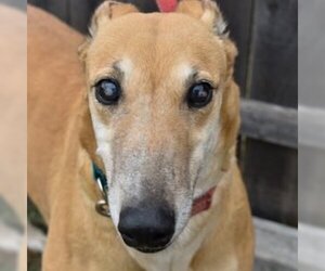 Greyhound Dogs for adoption in Grandville, MI, USA