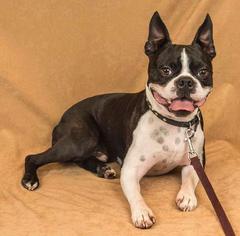 Boston Terrier Dogs for adoption in Davis, CA, USA