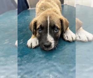 Black Mouth Cur-Unknown Mix Dogs for adoption in Mobile, AL, USA