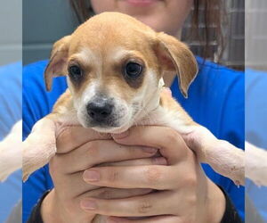 Chihuahua-Unknown Mix Dogs for adoption in Chico, CA, USA