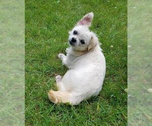 Maltese Dogs for adoption in Park Falls, WI, USA