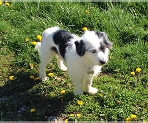 Jack Russell Terrier Dogs for adoption in Columbus, IN, USA