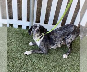 Catahoula Leopard Dog Dogs for adoption in Modesto, CA, USA