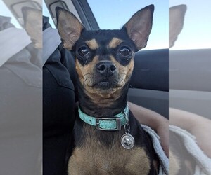 Miniature Pinscher-Unknown Mix Dogs for adoption in Canutillo, TX, USA