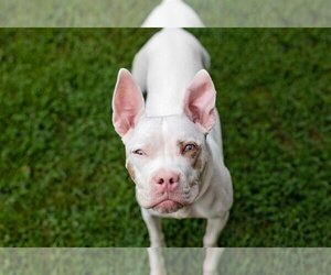 Bullboxer Pit Dogs for adoption in Landenberg, PA, USA