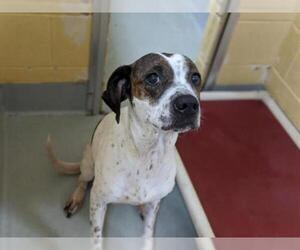 Pointer Dogs for adoption in Tulsa, OK, USA