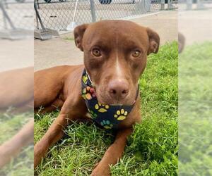 American Pit Bull Terrier-Unknown Mix Dogs for adoption in Tulsa, OK, USA