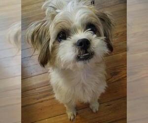 Shih Tzu-Unknown Mix Dogs for adoption in Clifton, TX, USA
