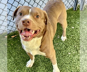 Medium Photo #1 American Staffordshire Terrier-Unknown Mix Puppy For Sale in Tavares, FL, USA