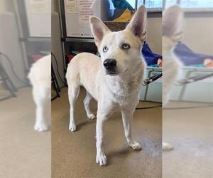 Gerberian Shepsky Dogs for adoption in San Antonio, TX, USA