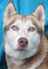 Siberian Husky Dogs for adoption in Cuba, NY, USA
