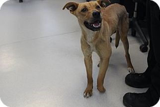 Mutt Dogs for adoption in Beverly Hills, CA, USA