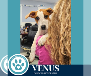 Labrador Retriever-Unknown Mix Dogs for adoption in Kimberton, PA, USA