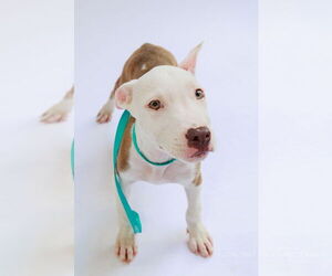 Labrador Retriever-Unknown Mix Dogs for adoption in The Woodlands, TX, USA