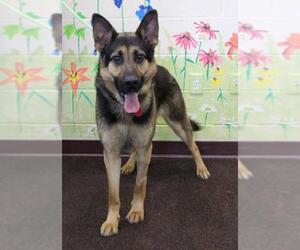 German Shepherd Dog Dogs for adoption in Waynesboro, PA, USA