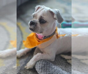 Shih Tzu-Unknown Mix Dogs for adoption in Euless, TX, USA