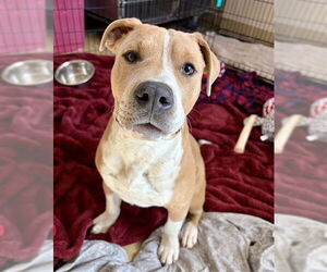 Mutt Dogs for adoption in Chula Vista, CA, USA