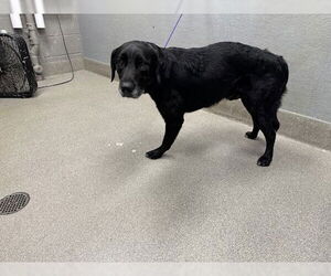 Sheprador Dogs for adoption in Las Vegas, NV, USA