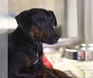Mutt Dogs for adoption in San Antonio, TX, USA