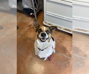 Mutt Dogs for adoption in Bolivar, MO, USA