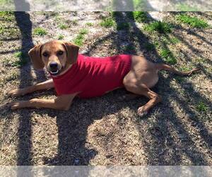 Coonhound-Unknown Mix Dogs for adoption in Lindale , TX, USA