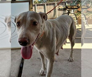 Staffordshire Bull Terrier-Unknown Mix Dogs for adoption in HESPERIA, CA, USA