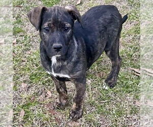 Mastiff-Plott Hound Mix Dogs for adoption in Bristol, CT, USA