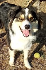Border Collie Dogs for adoption in Siren, WI, USA