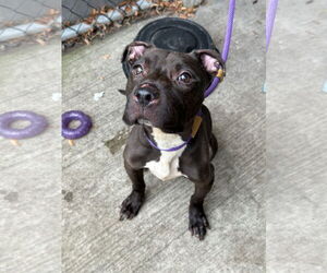 American Pit Bull Terrier-Unknown Mix Dogs for adoption in Crete, IL, USA