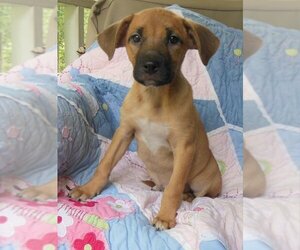 Golden Shepherd Dogs for adoption in Newnan, GA, USA