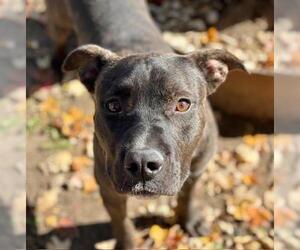 American Pit Bull Terrier Dogs for adoption in Tulsa, OK, USA