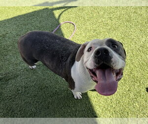 Mutt Dogs for adoption in Downey, CA, USA