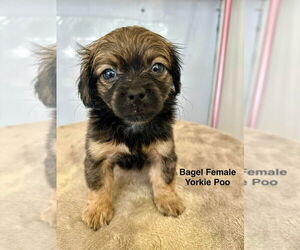 Poodle (Miniature)-Unknown Mix Dogs for adoption in Studio City, CA, USA